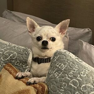 Meet your Posher, JAG